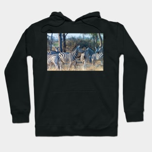 Zebra Herd in Moremi Game Reserve, Botswana Hoodie